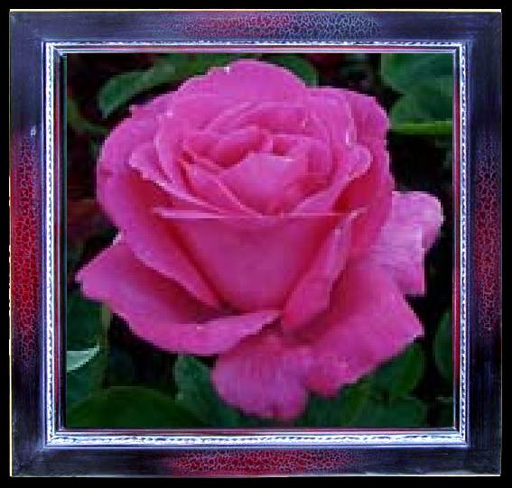 framed  unknow artist Realistic Purple Rose, Ta047